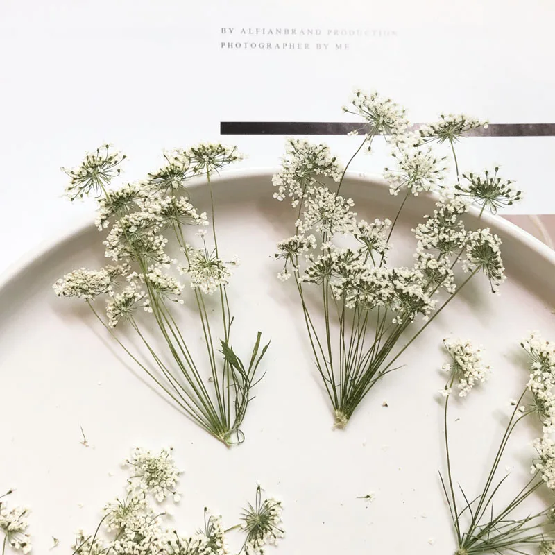 Dried Flower Bulk - 5-7cm/12pcs,Snow Tiny Flowers with Branch,dried Flowers