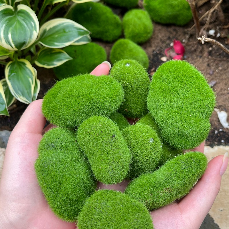 50/5PCS Artificial Foam Moss R - Terrarium Moss Art recension och pris