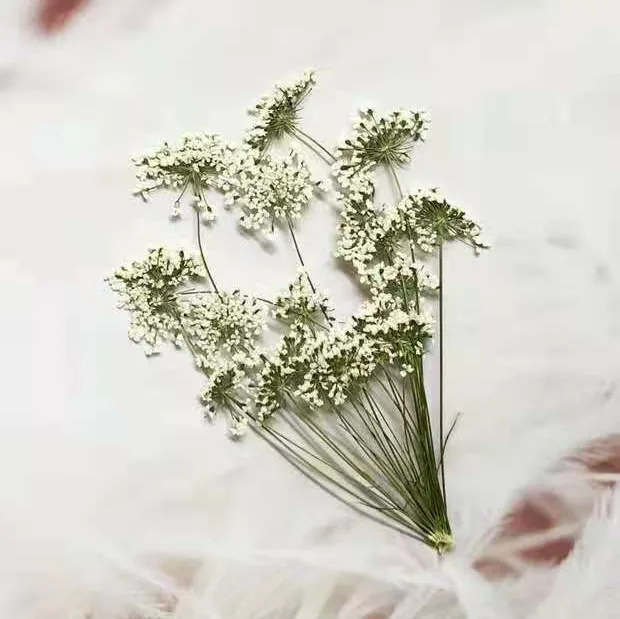 5-7cm/12pcs,Snow Tiny Flowers  - Dried Flower Bulk recension och pris
